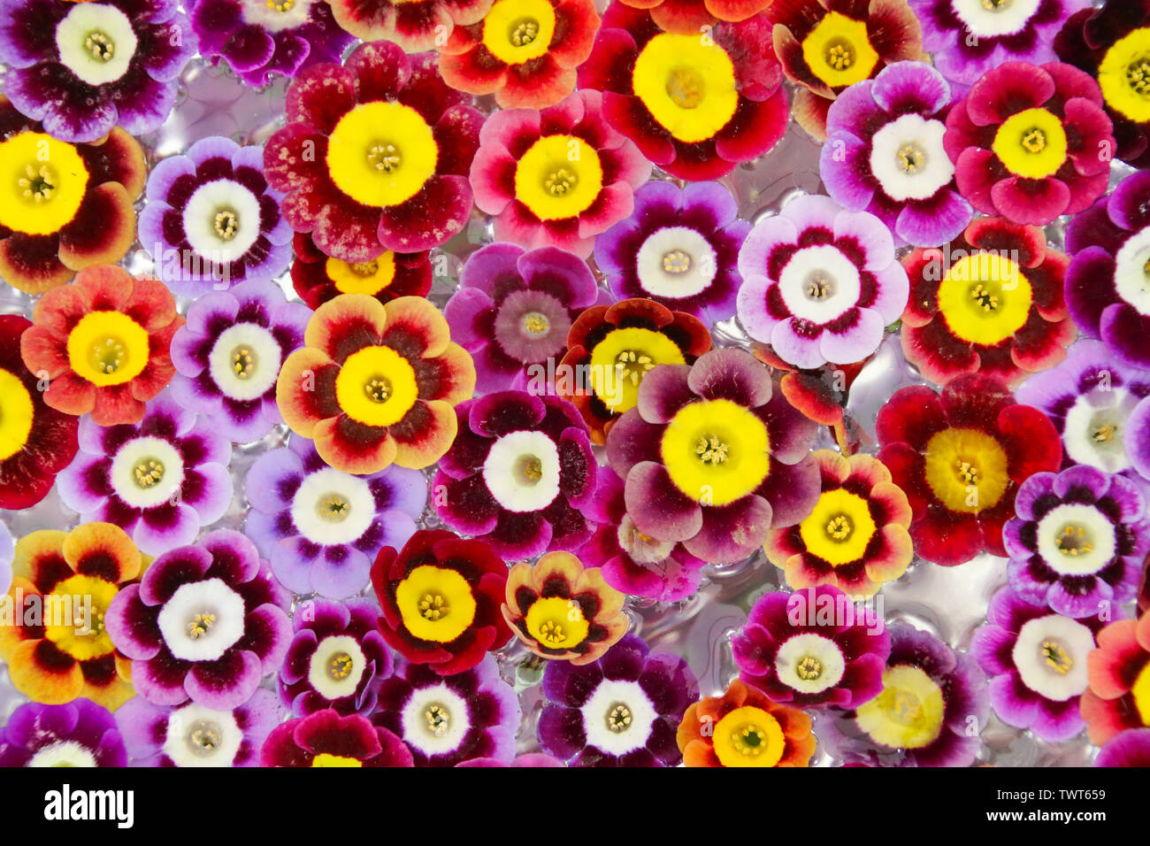 Primula auricula flowers floating in a bowl of water to make an abstract floral background Stock Photo