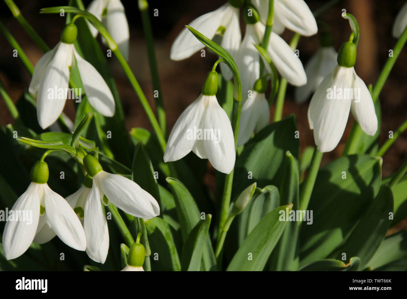 Close up of a Snowdrop (Galanthus) flower in the early spring sunshine.  Taken in Cardiff, Wales, UK Stock Photo