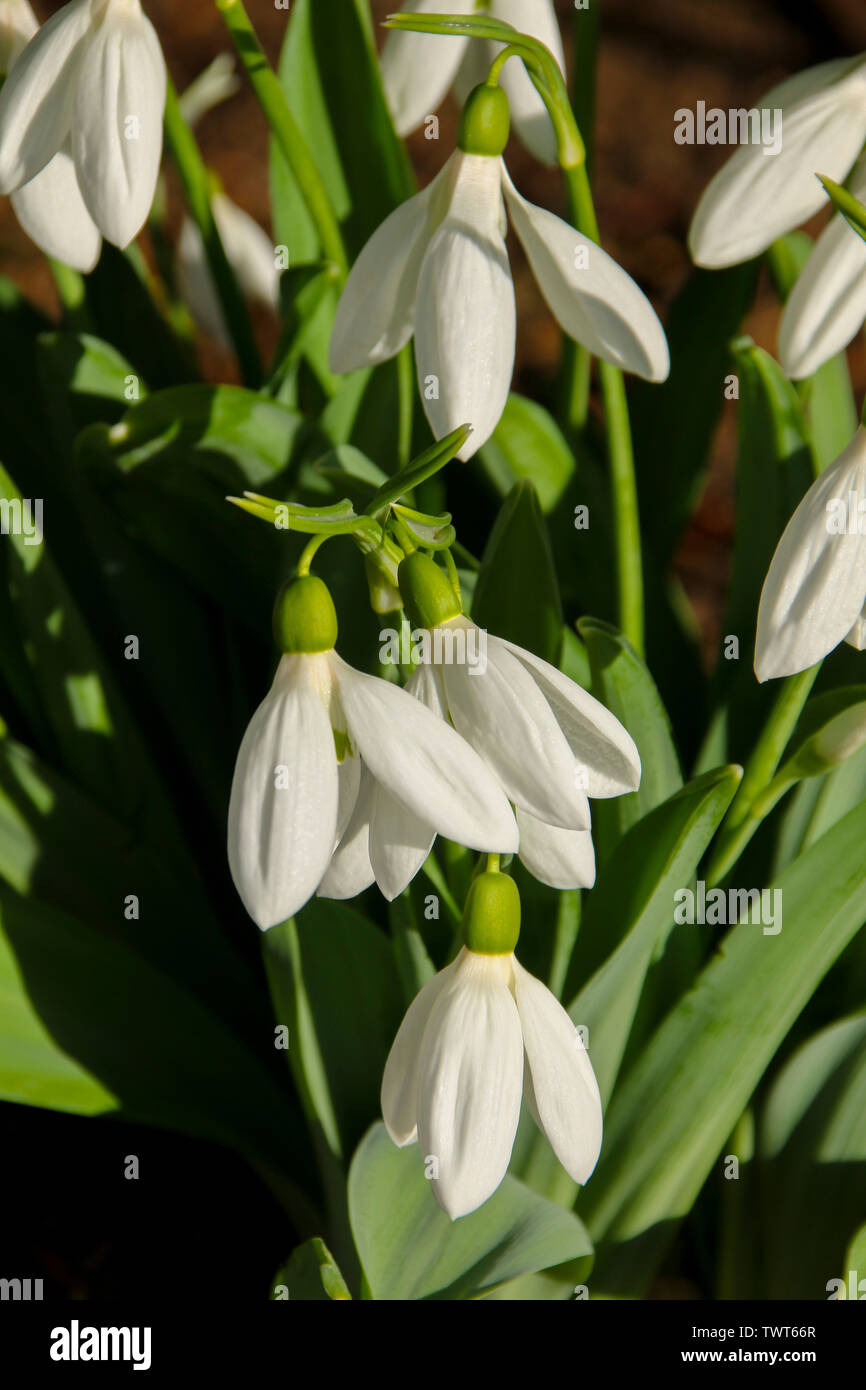 Close up of a Snowdrop (Galanthus) flower in the early spring sunshine.  Taken in Cardiff, Wales, UK Stock Photo