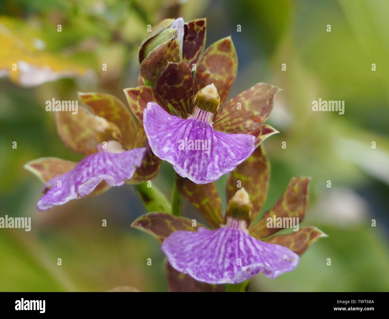 Flowers, Threes orchids blooms flowering on a stem, Zygopetalum orchid. Stripy and pattered, purple, green and brown. Winter, Australia Stock Photo