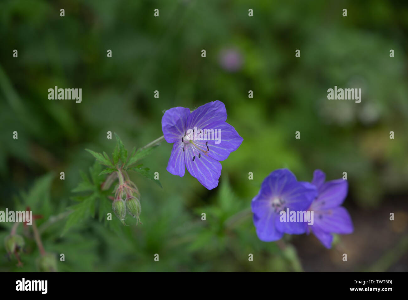 Blue wild flower Stock Photo - Alamy