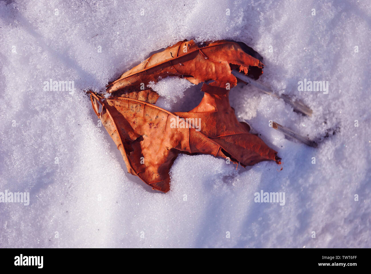 Dry red maple leaf frozen in snow surface, top view Stock Photo - Alamy