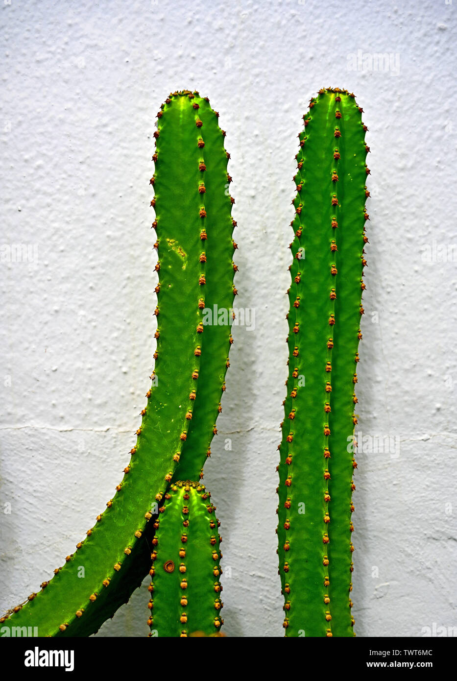 Three green saguaro type spiny cactus against a white wall background Stock Photo