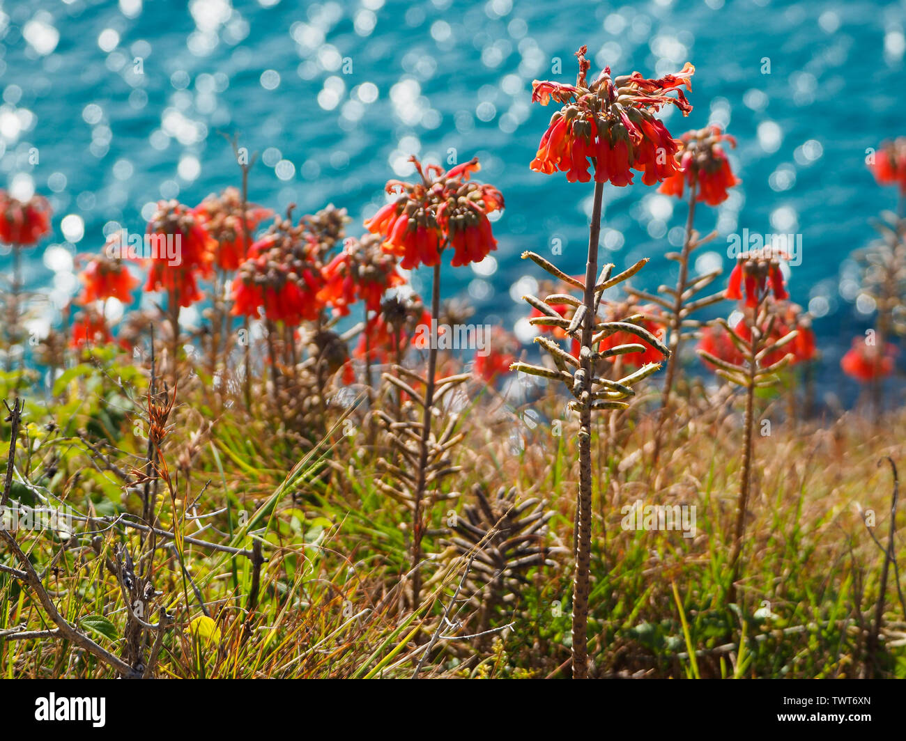 Bright red orange flowers of the Mother of Millions plant, pretty but a