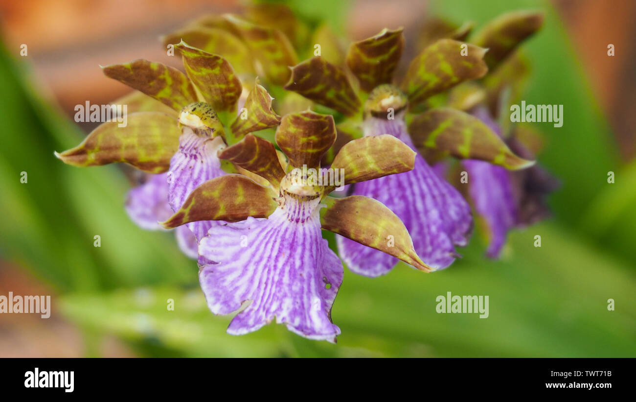 Orchid flowers closeup, purple stripy patterned Zygopetalum Orchids blooming in an Australian Coastal Garden, blurred background Stock Photo