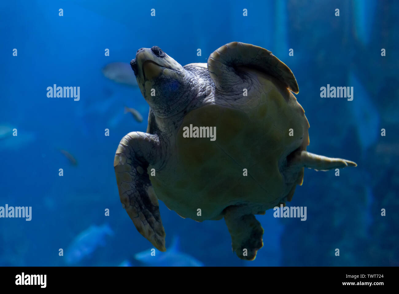 Turtle swimming in an aquarium in San Sebastian, Donosti Stock Photo