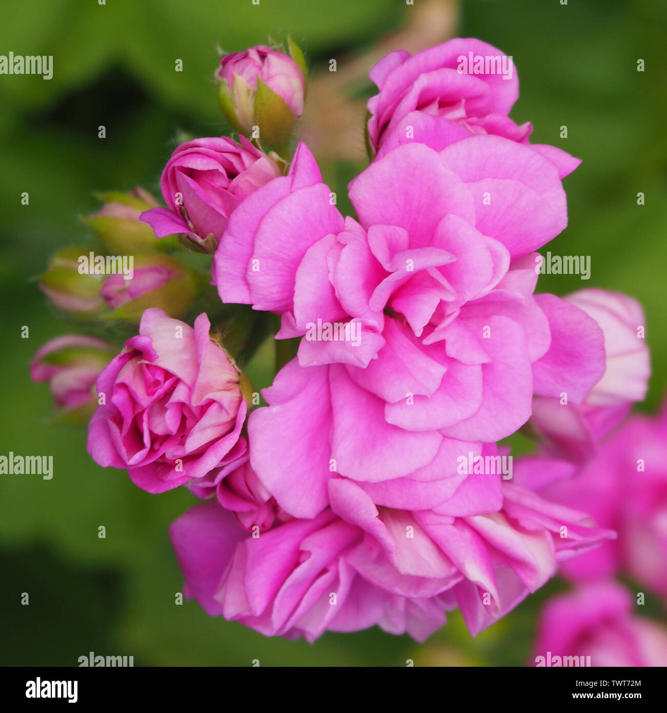 Macro of a bunch on beautiful hot Pink Geranium flowers and buds ...