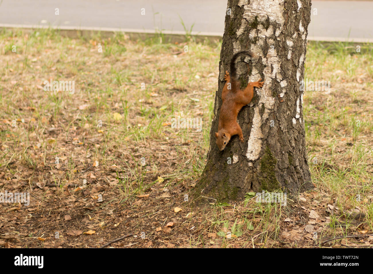 squirrel comes down from a birch in search of food.  Squirrel tail in the process of molting Stock Photo