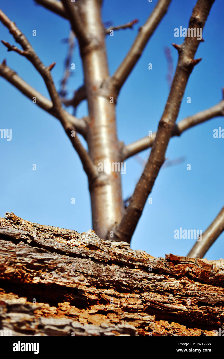 Apple Tree Winter Meadow High Resolution Stock Photography And Images Alamy