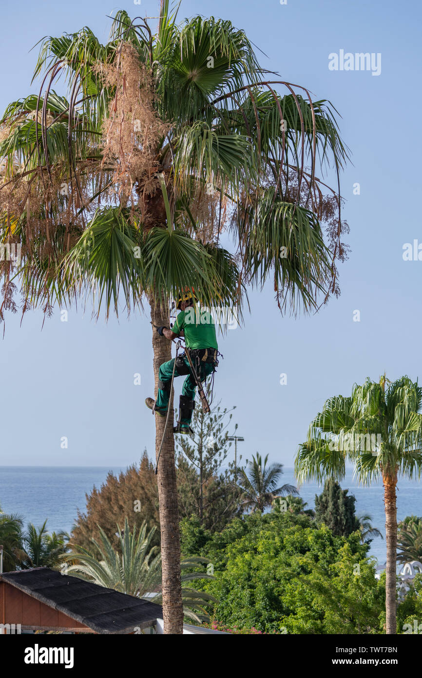 Ein Gärtner klettert eine Palme hoch, um Palmwedel abzuschneiden Stock Photo