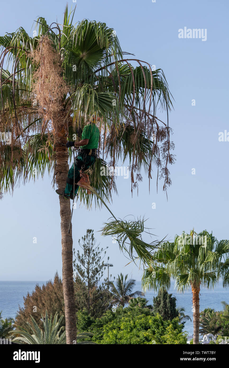 Ein Gärtner klettert eine Palme hoch, um Palmwedel abzuschneiden Stock Photo