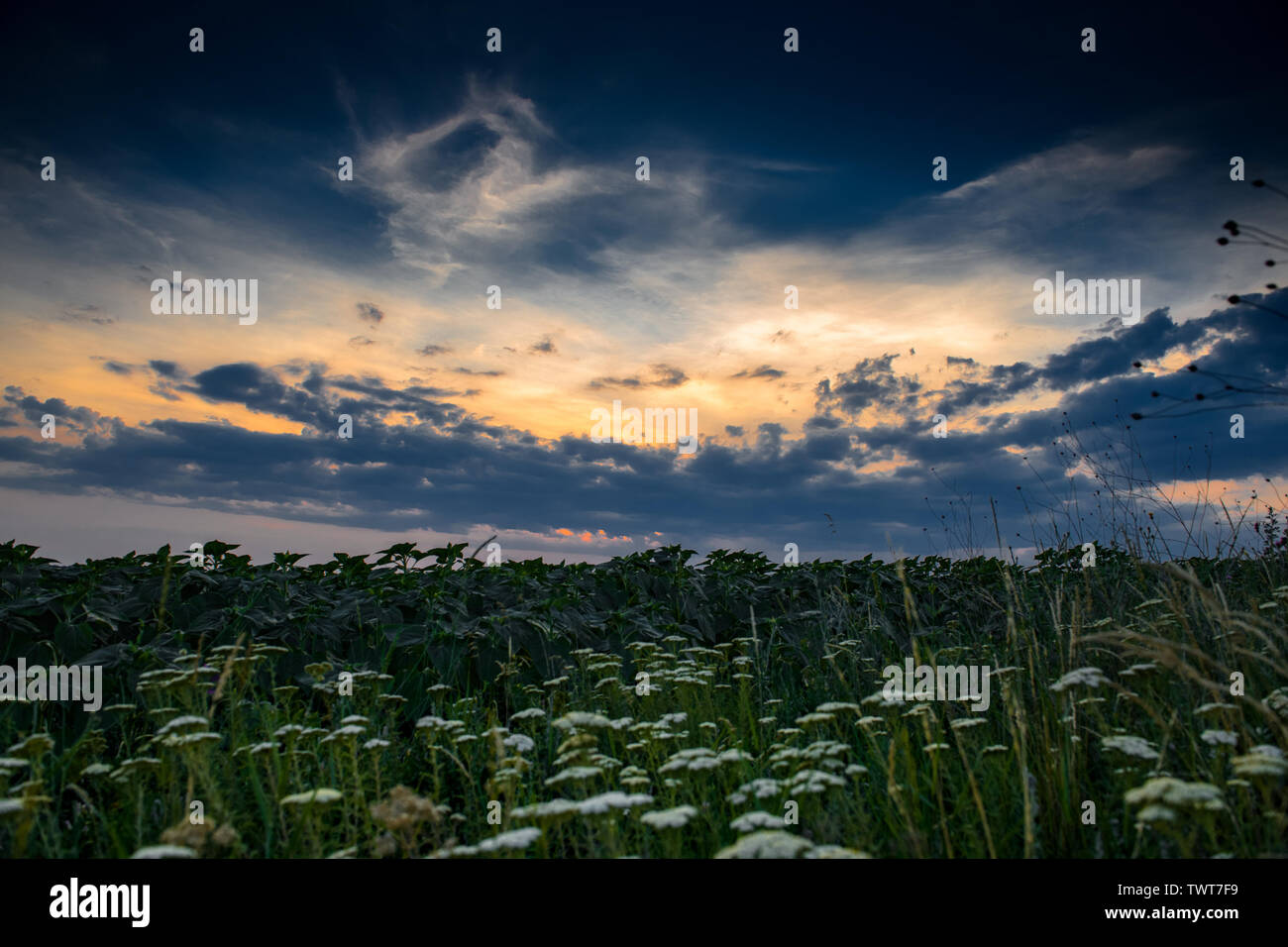White wildflowers at evening in the field. Beautiful sunset with dark
