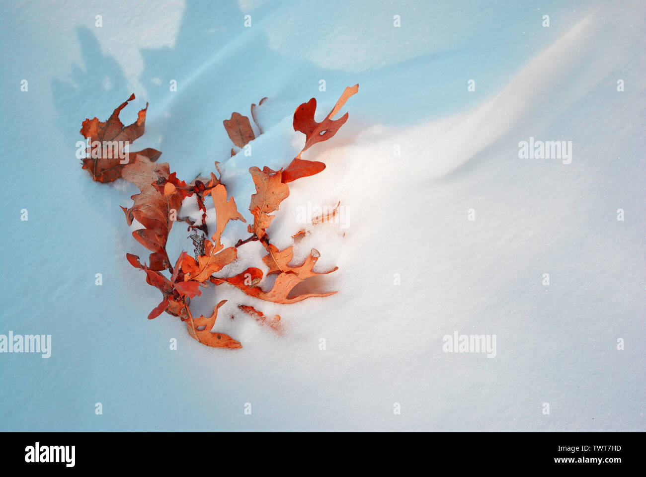 Orange dry oak leaves covered white snow, top view Stock Photo