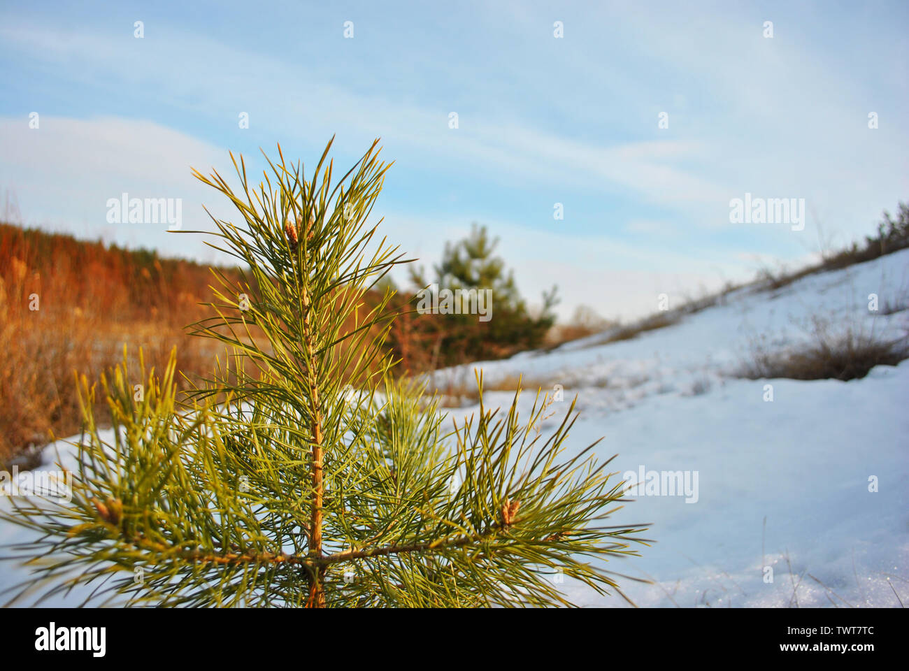 Green small pine tree on background landscape with snowy hill, forest and blue sky Stock Photo