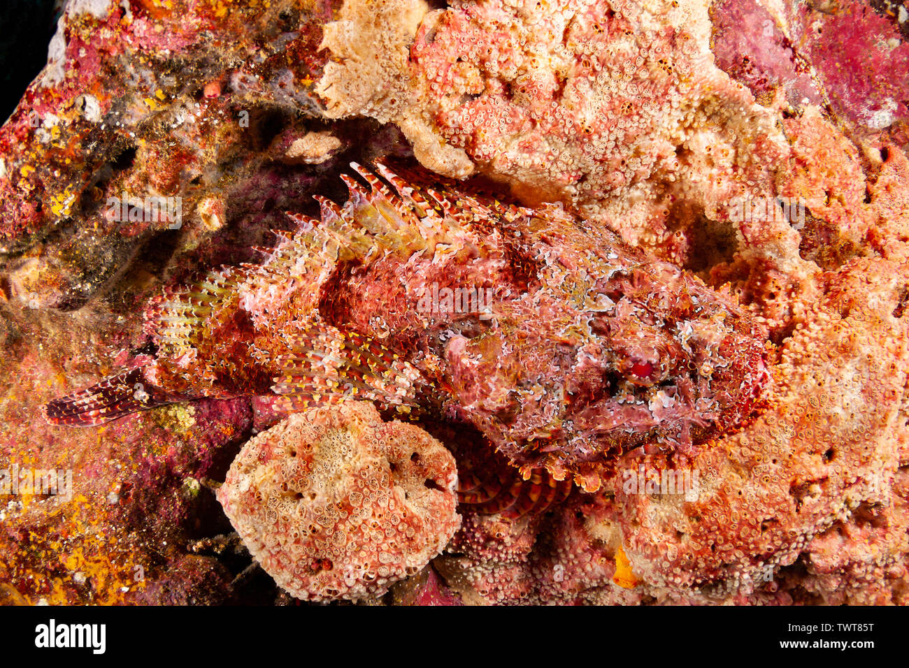 The stone scorpionfish, Scorpaena plumieri mystes, matches the color of the surrounding reef to camouflage itself, Galapagos Islands National Park, Ec Stock Photo