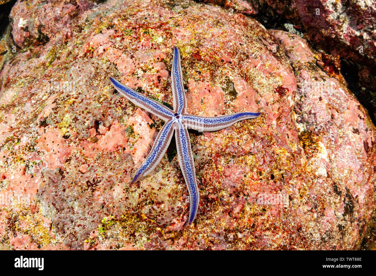 Blue starfish on rock, Phataria unifascialis, Galápagos Islands, Ecuador, South America. Stock Photo