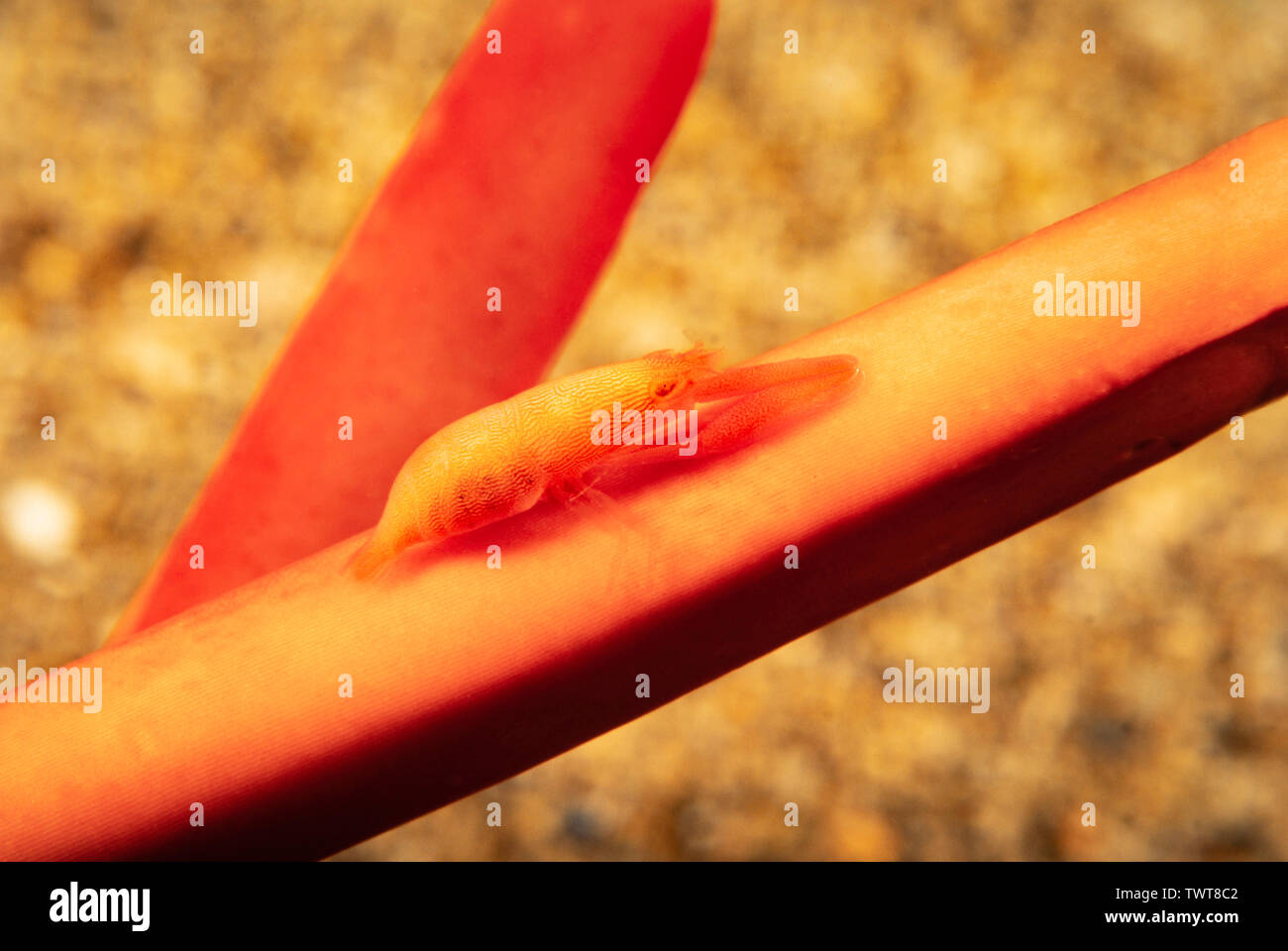 The red slate pencil urchin shrimp, Levicaris mammillata, was long thought to be endemic, but has now been found in Japan, Hawaii. Stock Photo