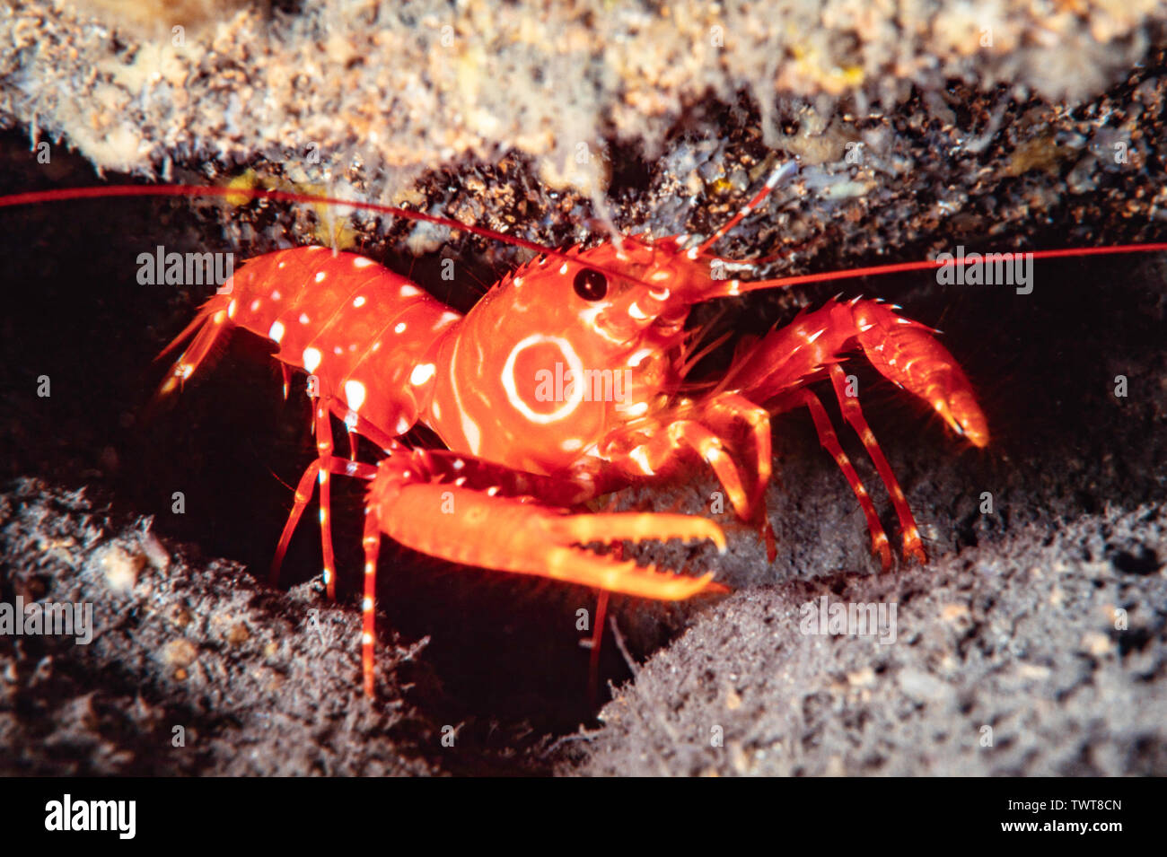 The bullseye reef lobster, Hoplometopus holthuisi, is often found deep into caverns and lava tubes in Hawaii. Stock Photo