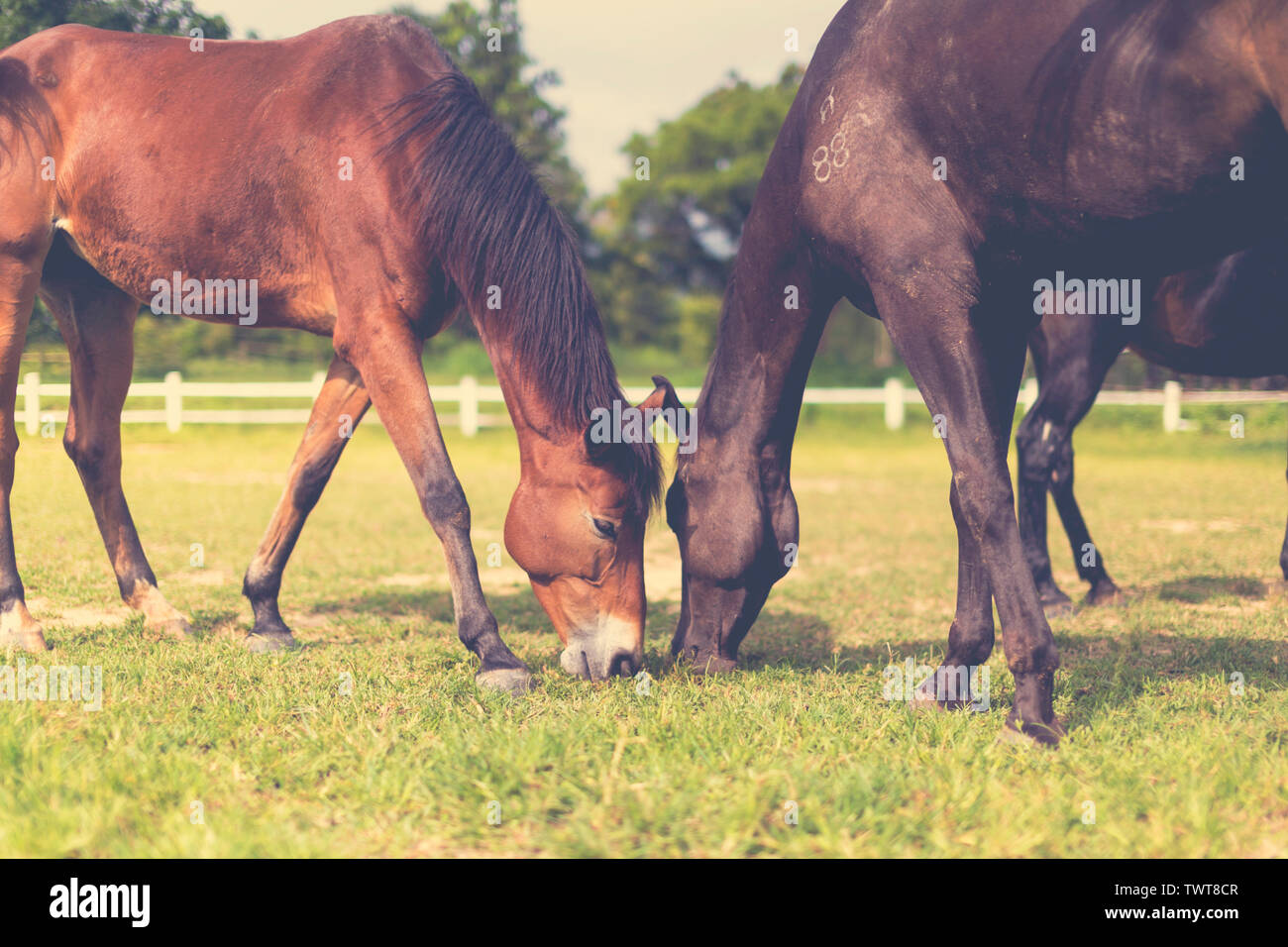 Two dark brown horses are grazing grass together on a sunny day — the white fence as the background. Stock Photo