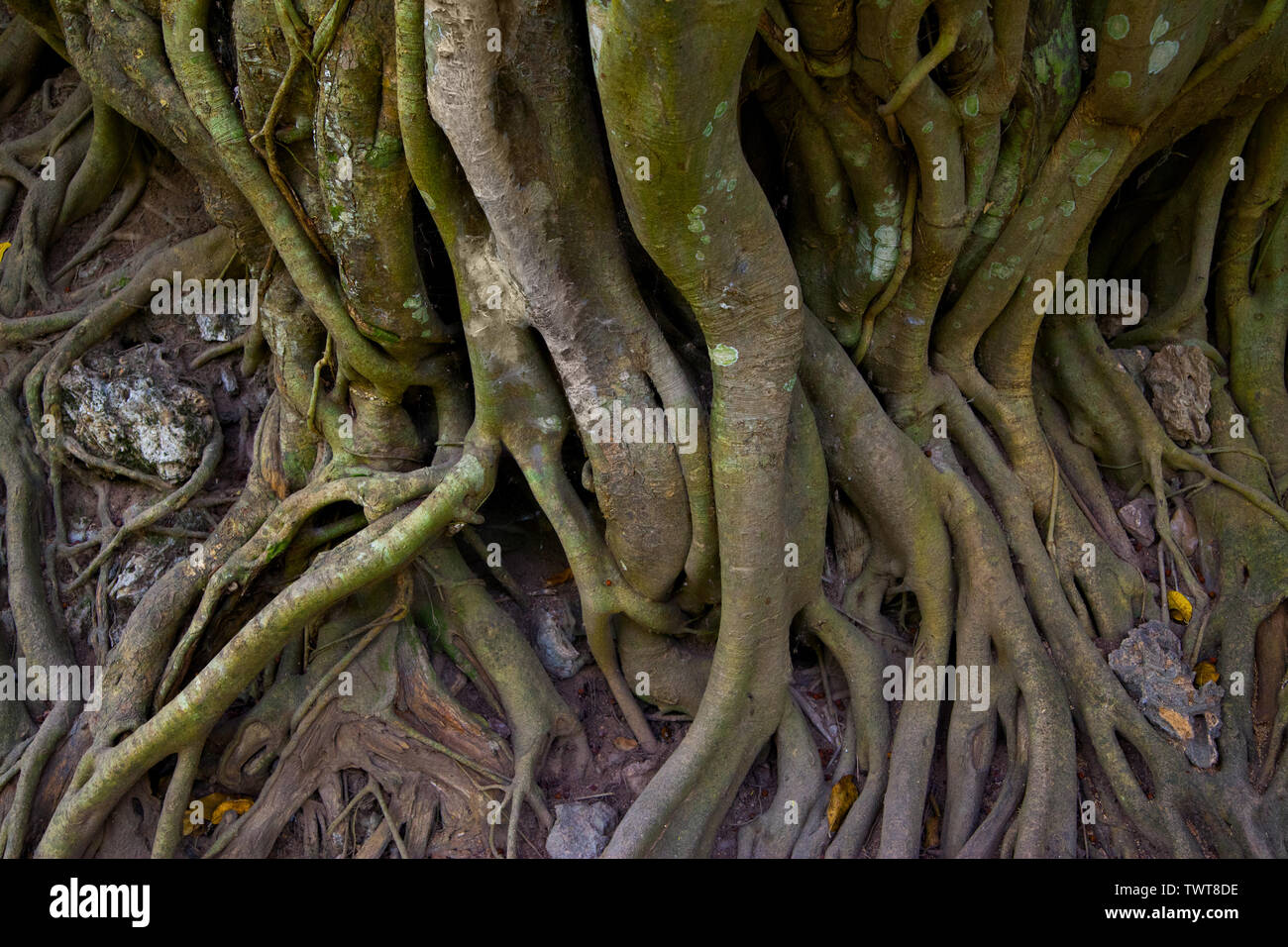 Twined gaint roots of tree, Cambodia Stock Photo