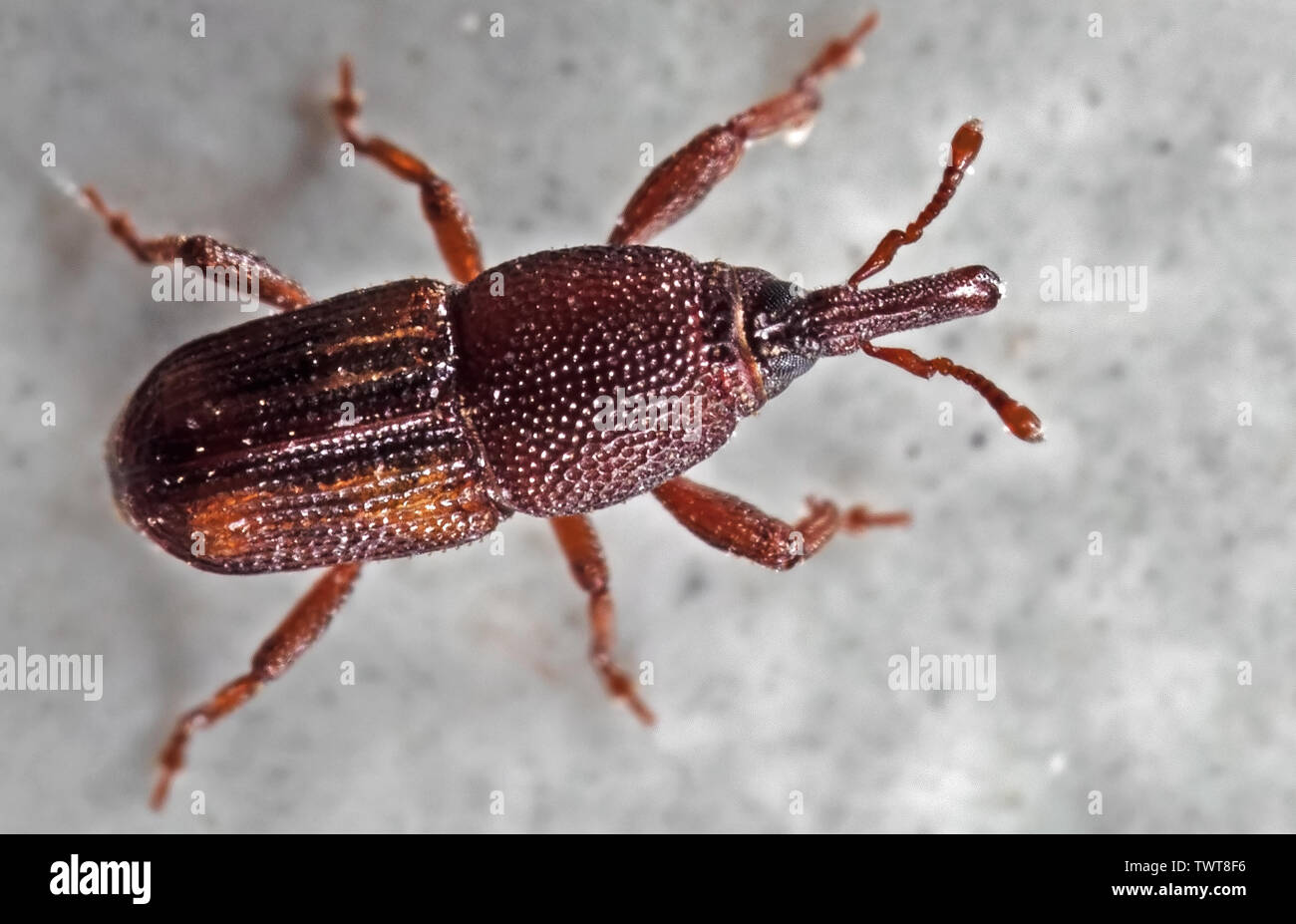 Macro Photography of Rice Weevil or Sitophilus oryzae on The Floor Stock Photo