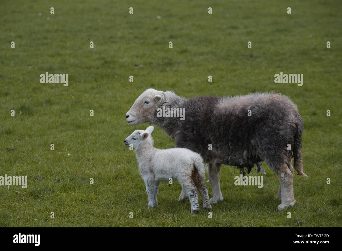Lake District Herdwick Sheep Ovis aries Stock Photo