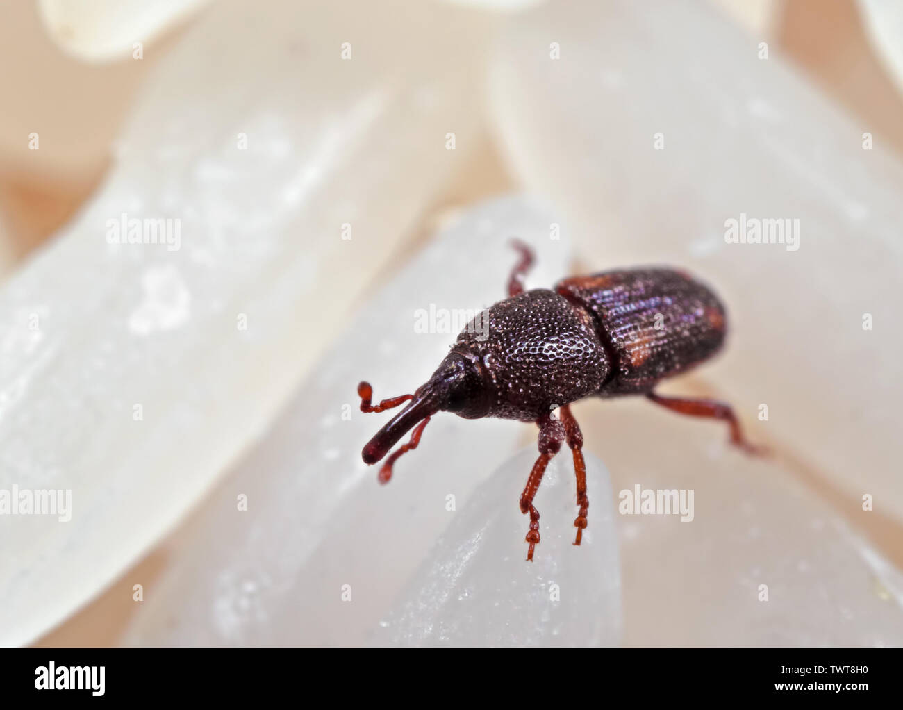 Macro Photography of Rice Weevil or Sitophilus oryzae on Raw Rice Stock Photo
