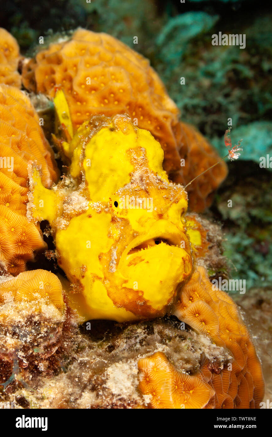 A longlure frogfish, Antennarius multiocellatus, with it’s lure extended,  Bonaire, Caribbean. Stock Photo