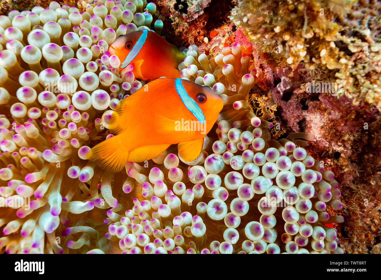 The clownfish, Amphiprion barberi, is a color variant of Amphiprion melanopus, and only since 2008 has been recognized as a unqiue species found in Fi Stock Photo
