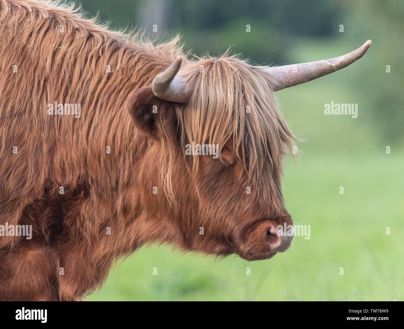 A close up photo of a Highland Cow Stock Photo - Alamy