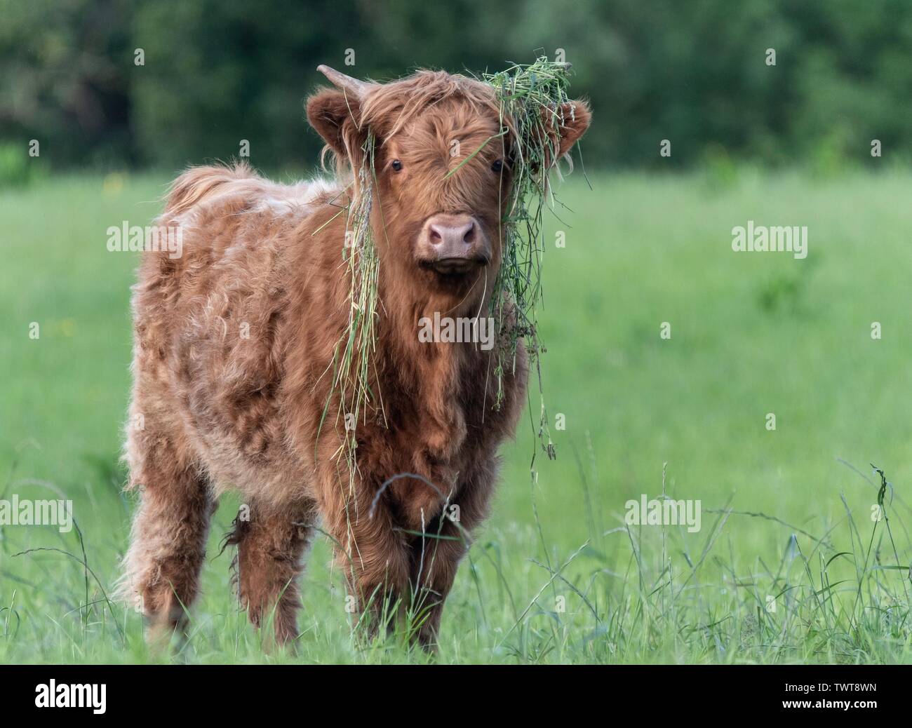 A close up photo of a Highland Cow Stock Photo - Alamy