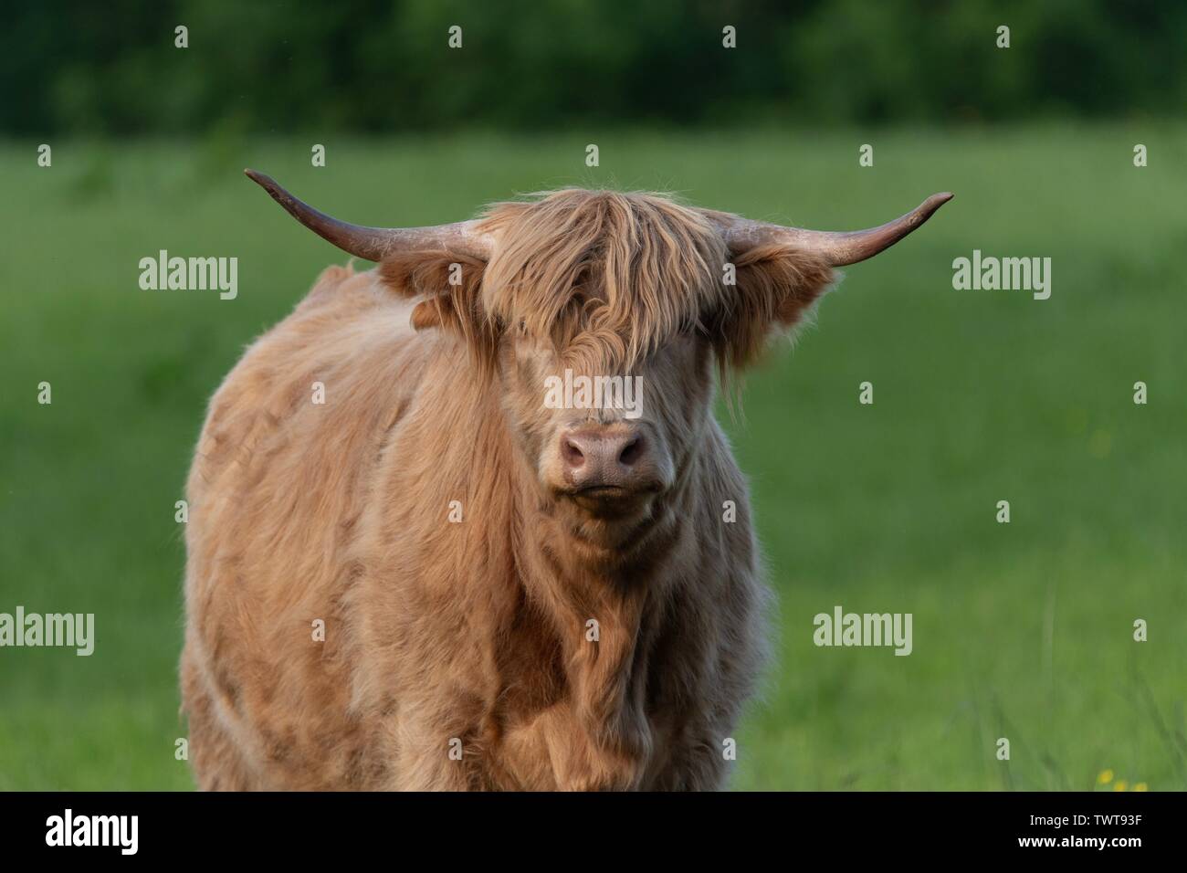 A close up photo of a Highland Cow Stock Photo - Alamy