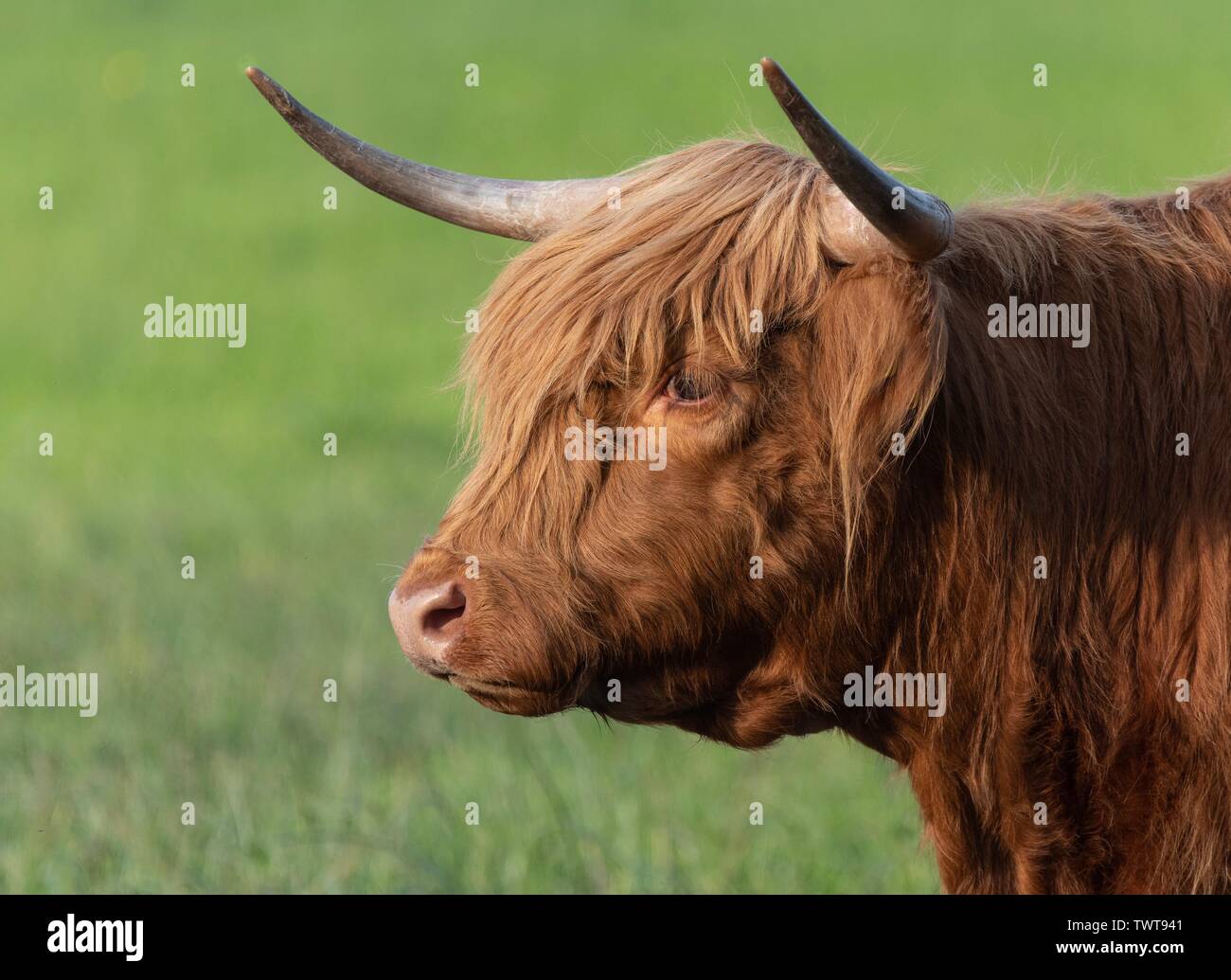 A close up photo of a Highland Cow Stock Photo - Alamy