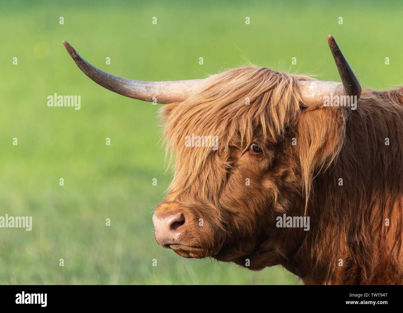 A close up photo of a Highland Cow Stock Photo - Alamy