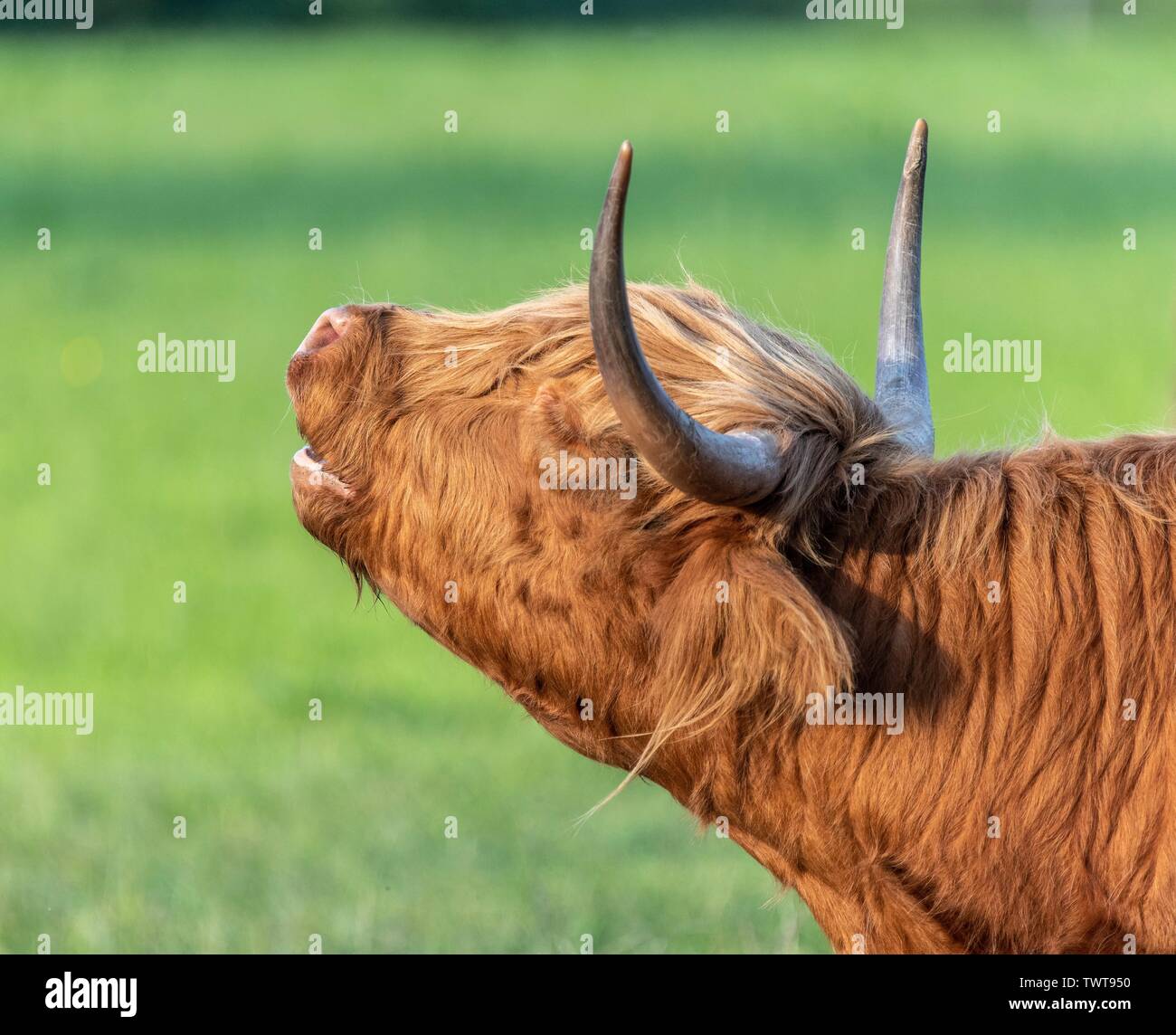 A close up photo of a Highland Cow Stock Photo - Alamy