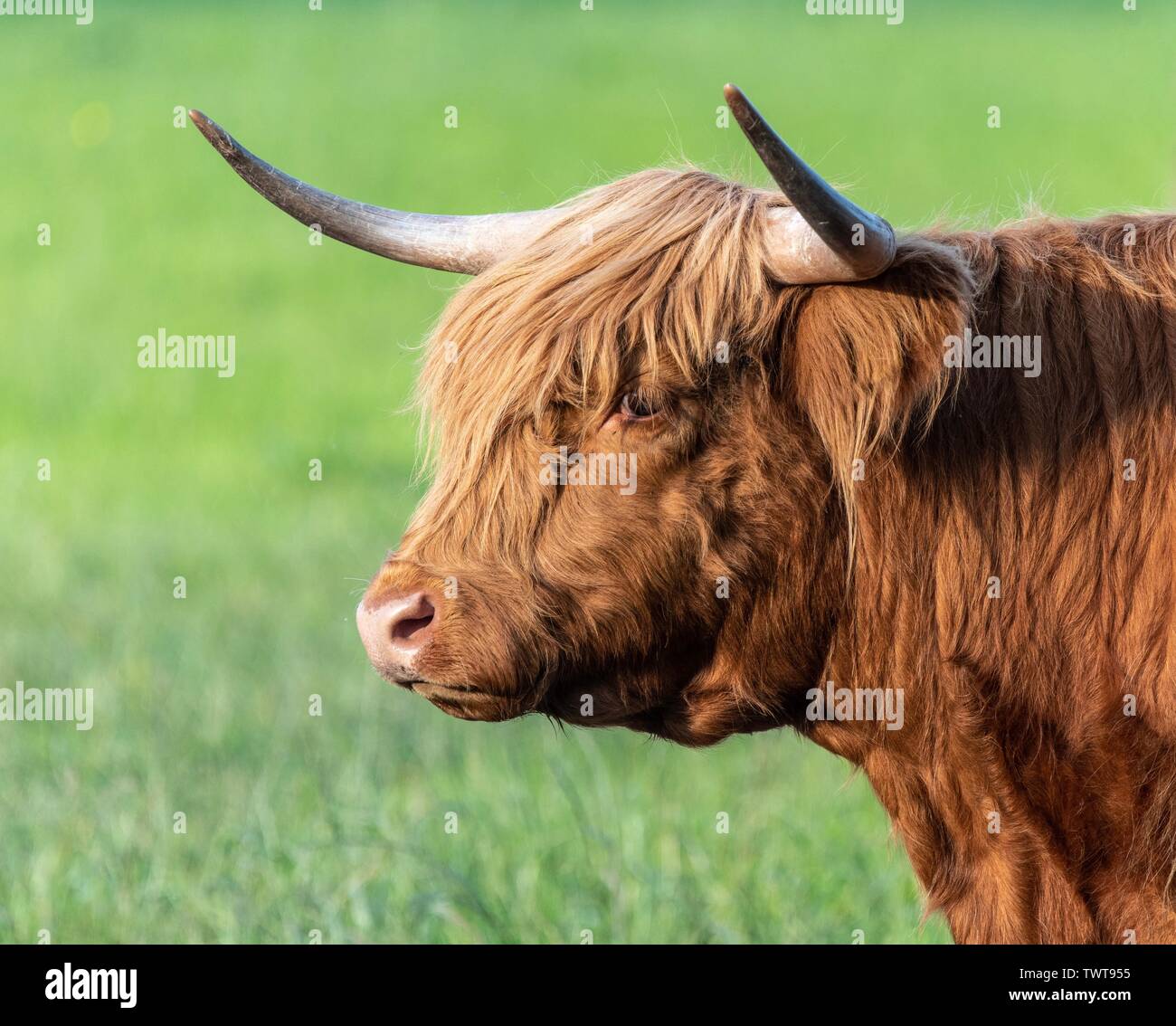 A close up photo of a Highland Cow Stock Photo - Alamy