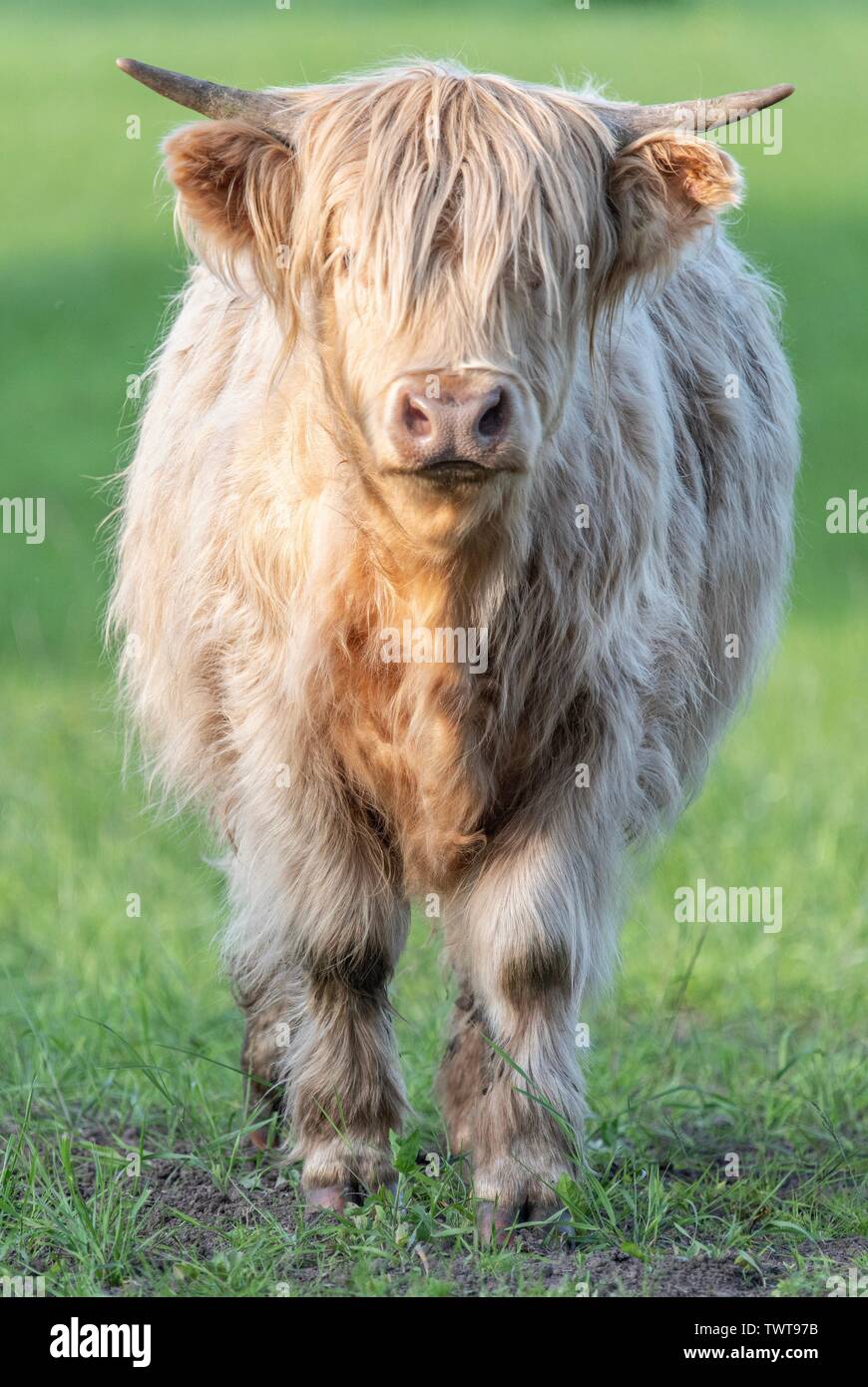 A close up photo of a Highland Cow Stock Photo - Alamy