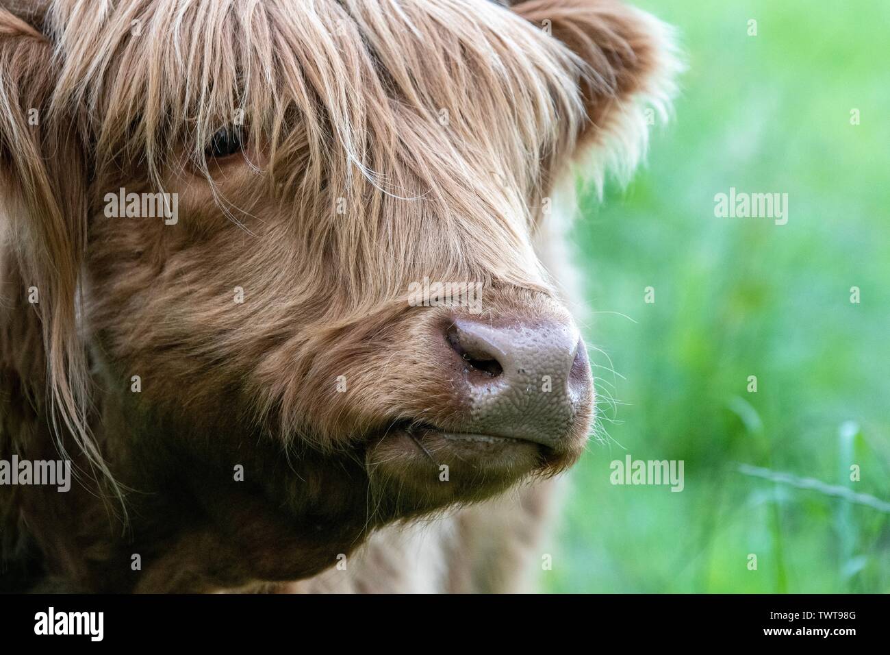A close up photo of a Highland Cow Stock Photo - Alamy