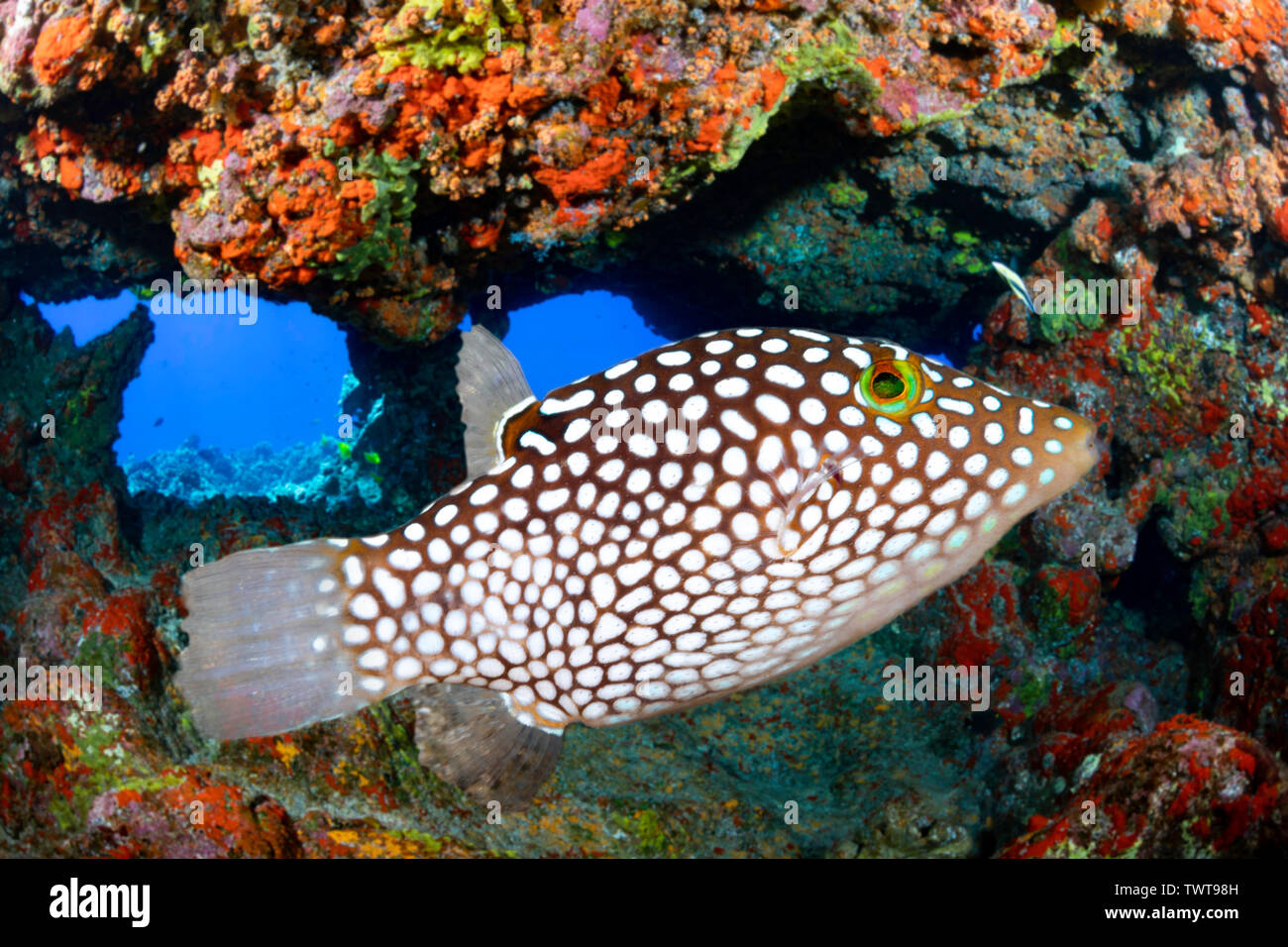 This endemic Hawaiian whitespotted toby, Canthigaster jactator, is one of the smaller members of the pufferfish family. They are less than four inches Stock Photo