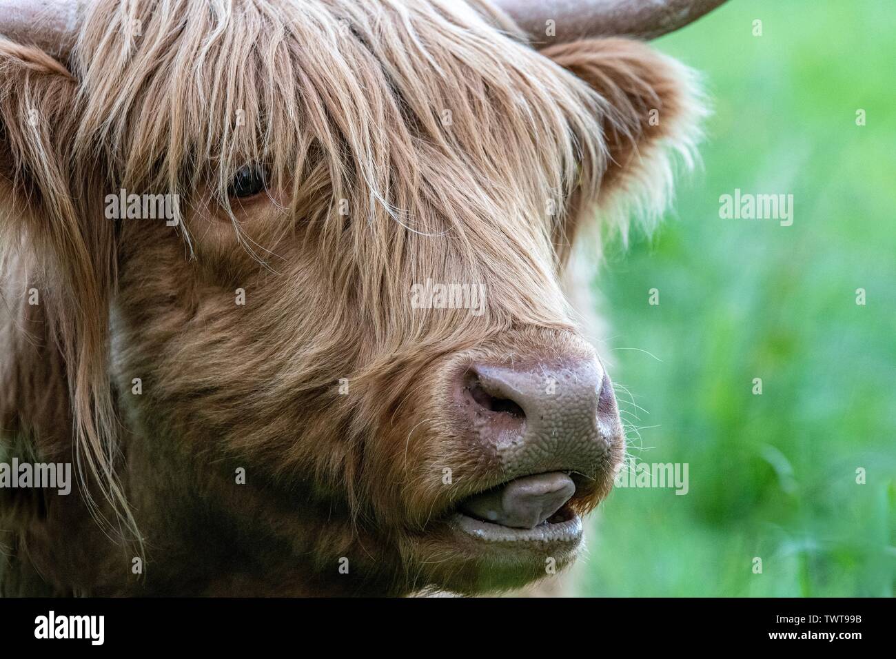 A close up photo of a Highland Cow Stock Photo - Alamy