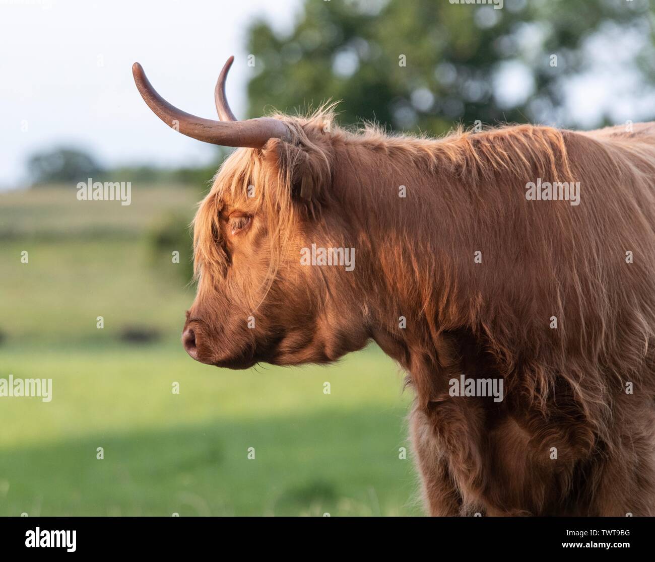 A close up photo of a Highland Cow Stock Photo - Alamy