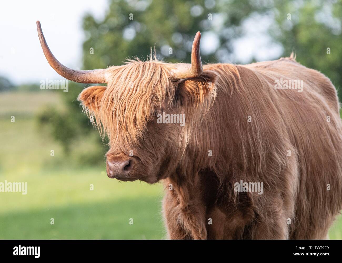 A close up photo of a Highland Cow Stock Photo - Alamy
