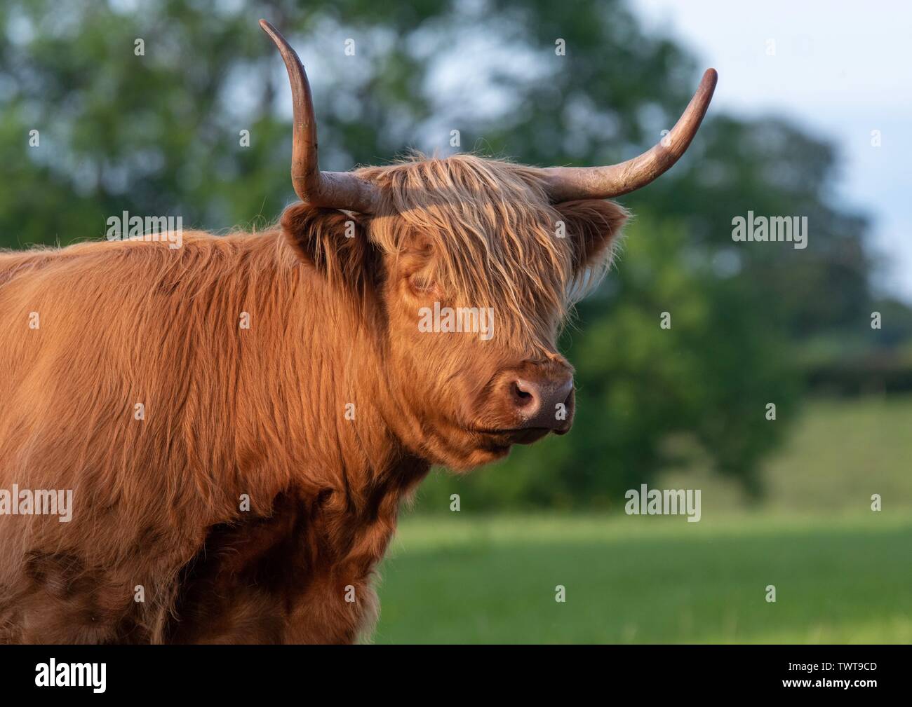 A close up photo of a Highland Cow Stock Photo - Alamy