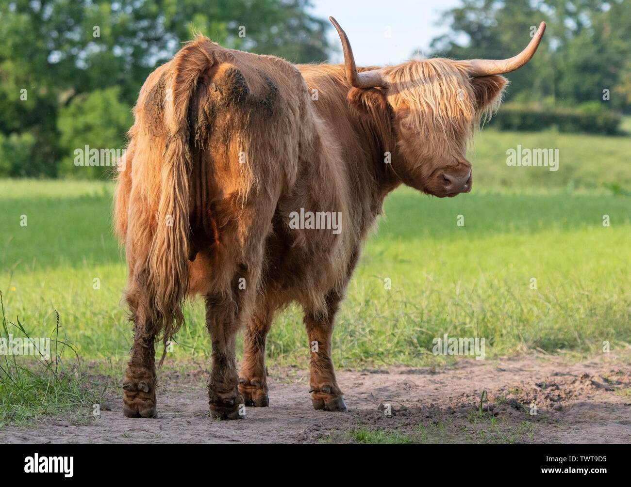 A Close up photo of a Highland Cow Stock Photo - Alamy