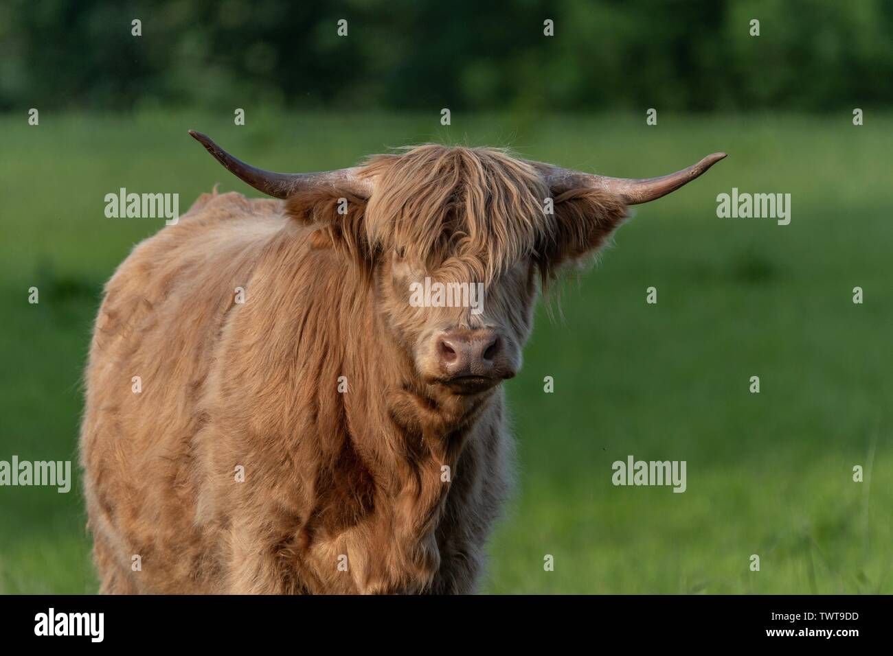 A Close up photo of a Highland Cow Stock Photo - Alamy