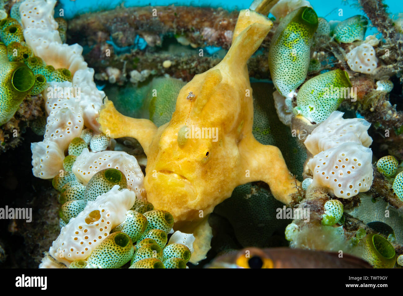 A warty frogfish, Antennarius maculatus, between to types of tunicates, Philippines. Stock Photo