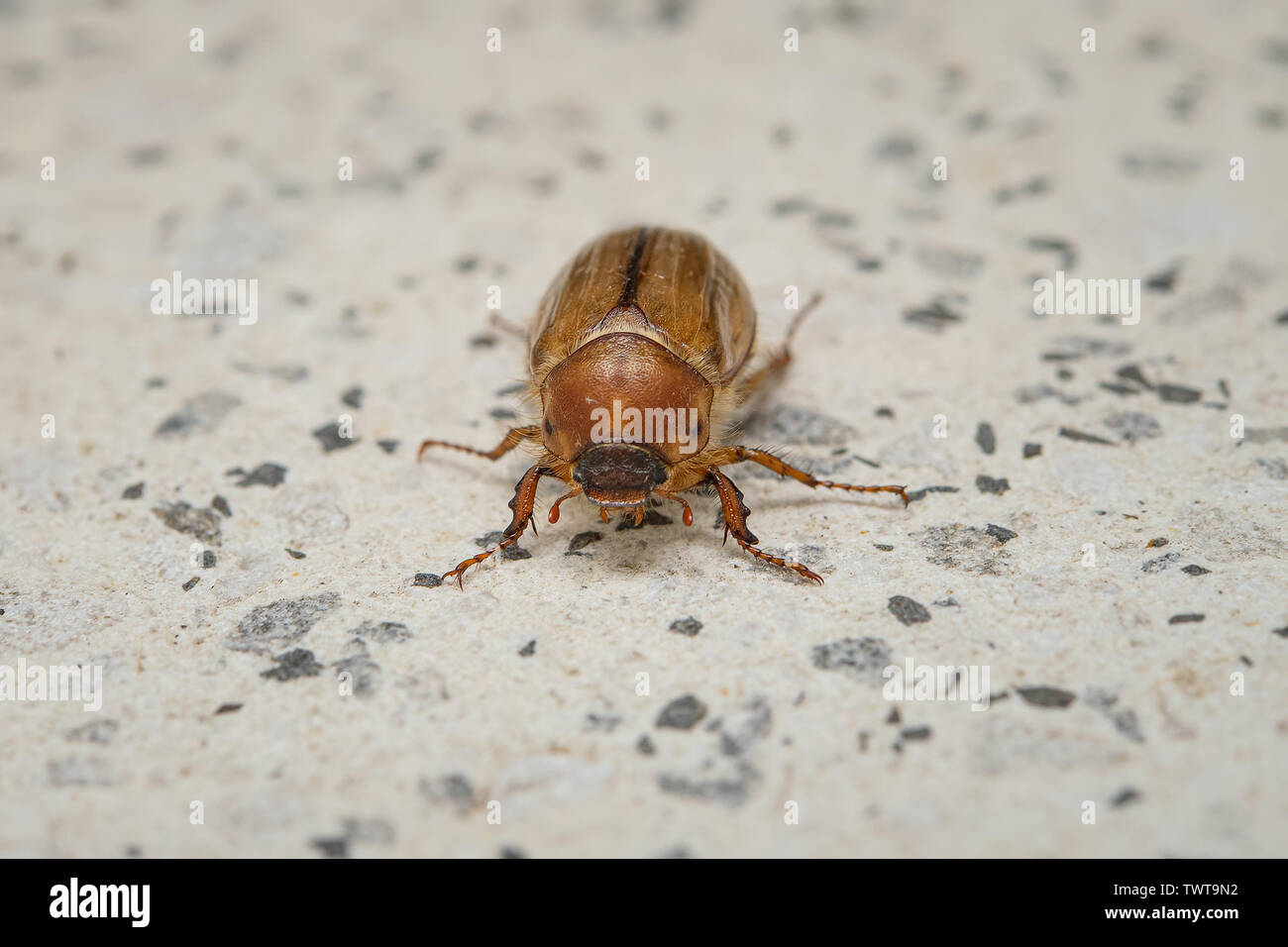 Summer chafer on stone ground. European june beetle. Amphimallon solstitiale. Stock Photo