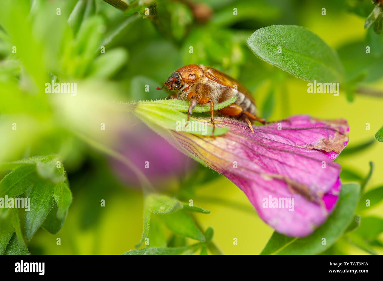 Summer chafer in green leaves. European june beetle on flower. Amphimallon solstitiale. Stock Photo