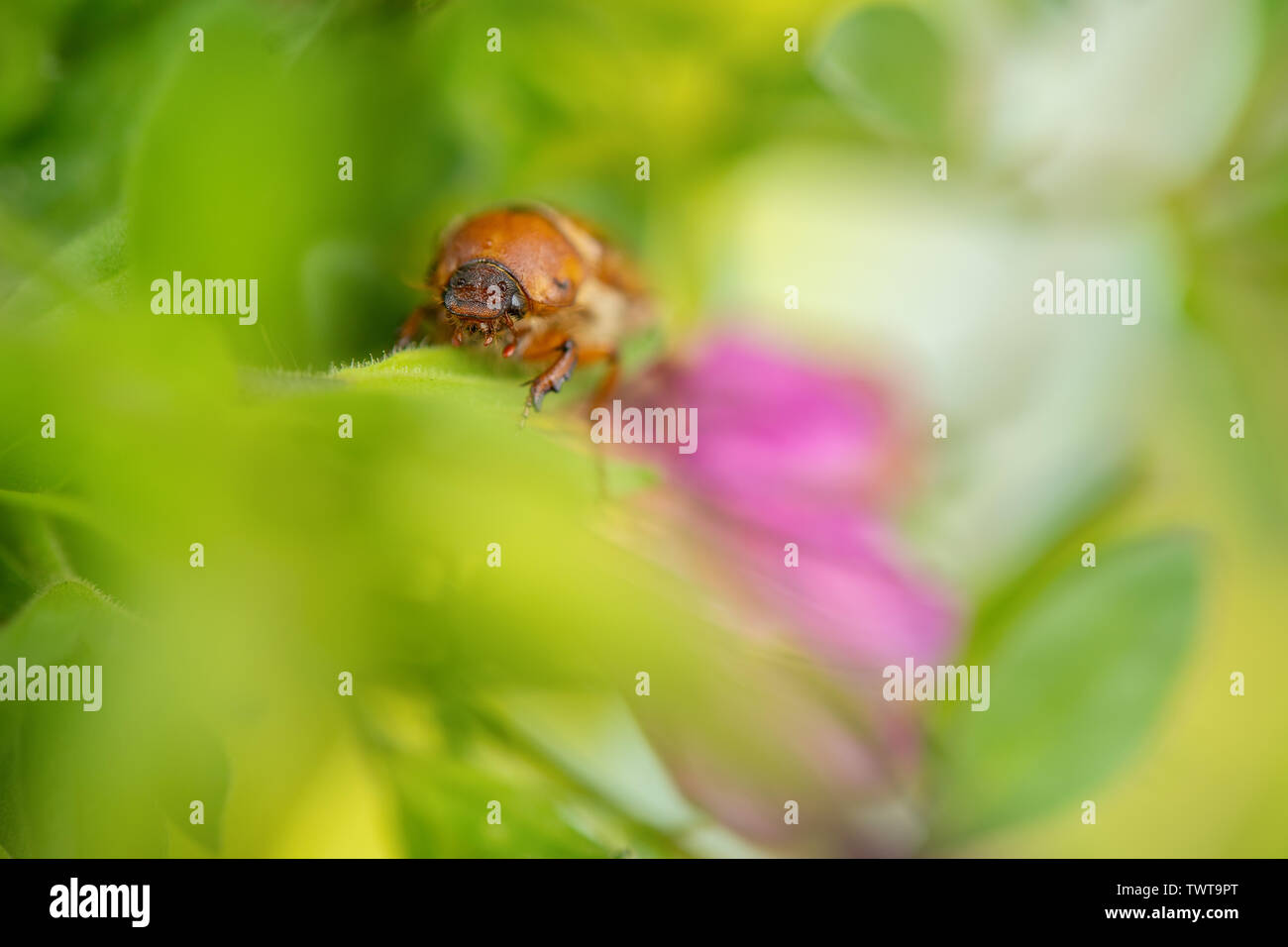 European june beetle on flower. Summer chafer in green leaves. Amphimallon solstitiale. Stock Photo