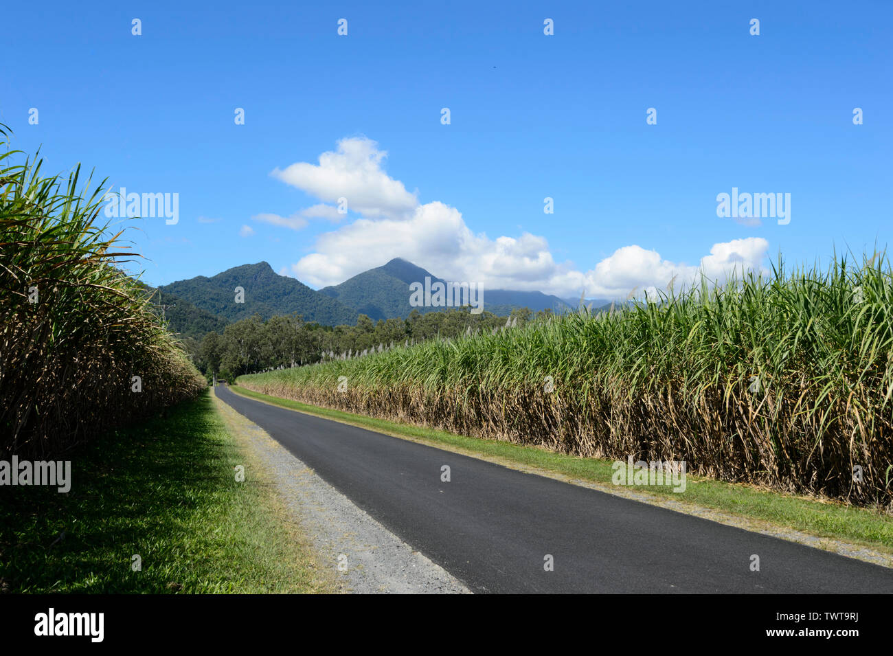 View of a sugarcane plantation, Aloomba, Gordonvale, near Cairns, Far North Queensland, FNQ, QLD, Australia Stock Photo